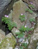 Geranium robertianum. Цветущее растение. Крым, окр. пос. Никита, Никитская расселина. 24.05.2013.