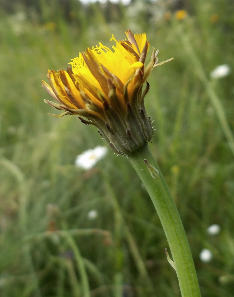 Изображение особи Hypochaeris radicata.