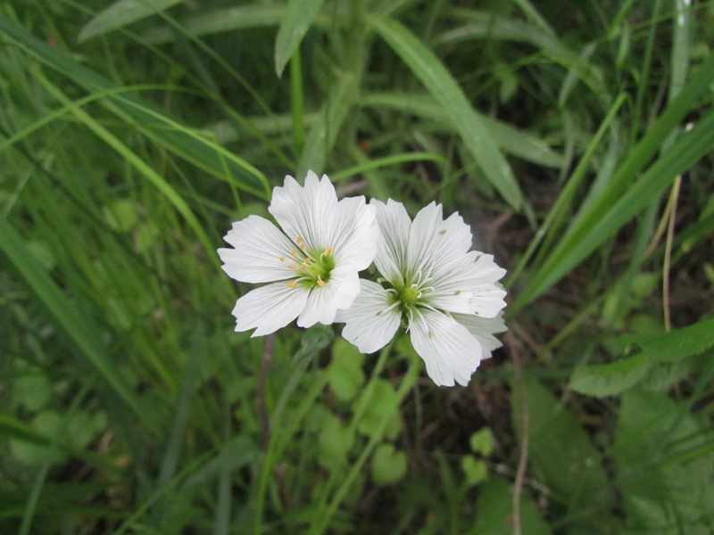 Image of Cerastium maximum specimen.