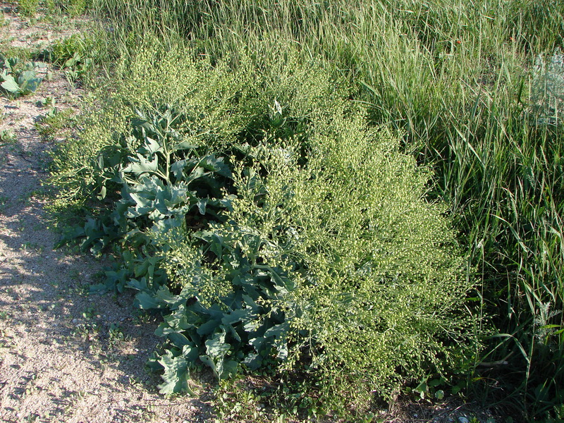 Image of Crambe maritima specimen.