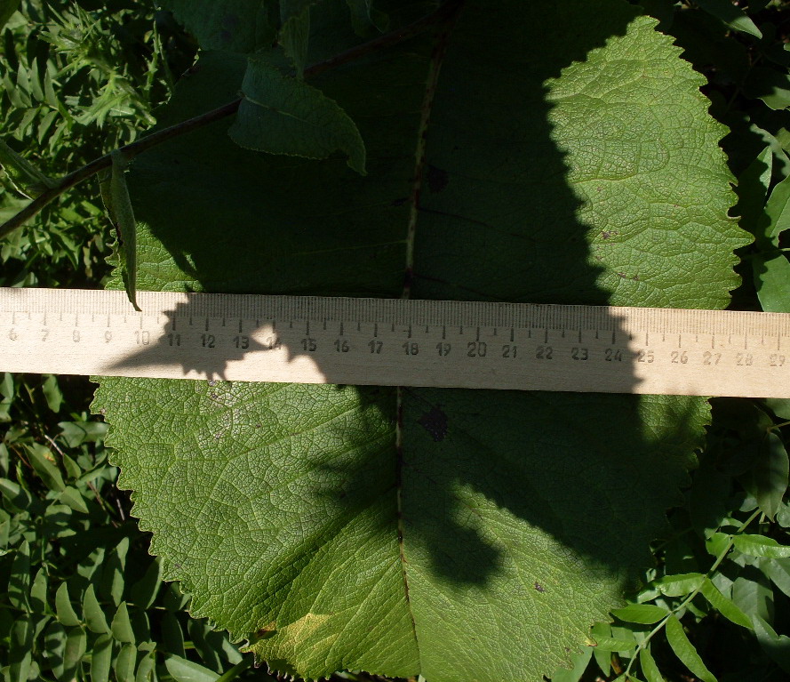 Image of Inula helenium specimen.