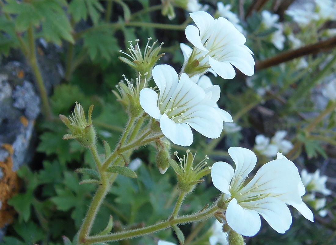 Image of Saxifraga irrigua specimen.
