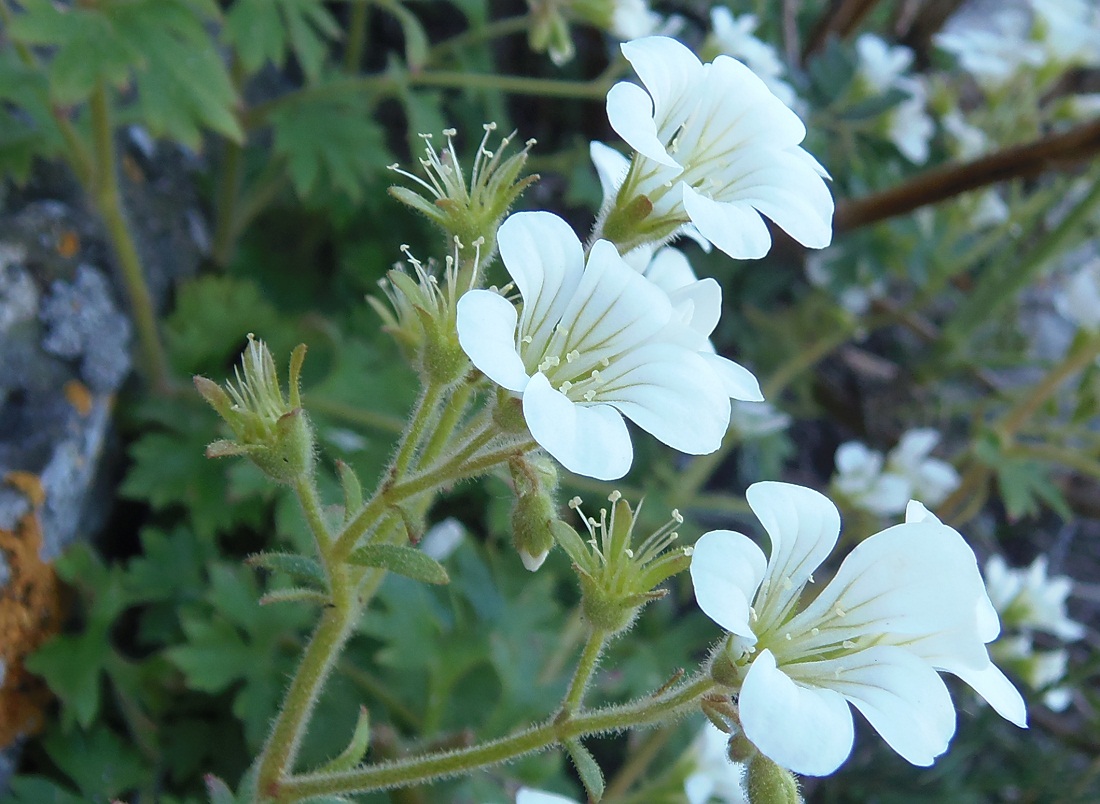 Изображение особи Saxifraga irrigua.