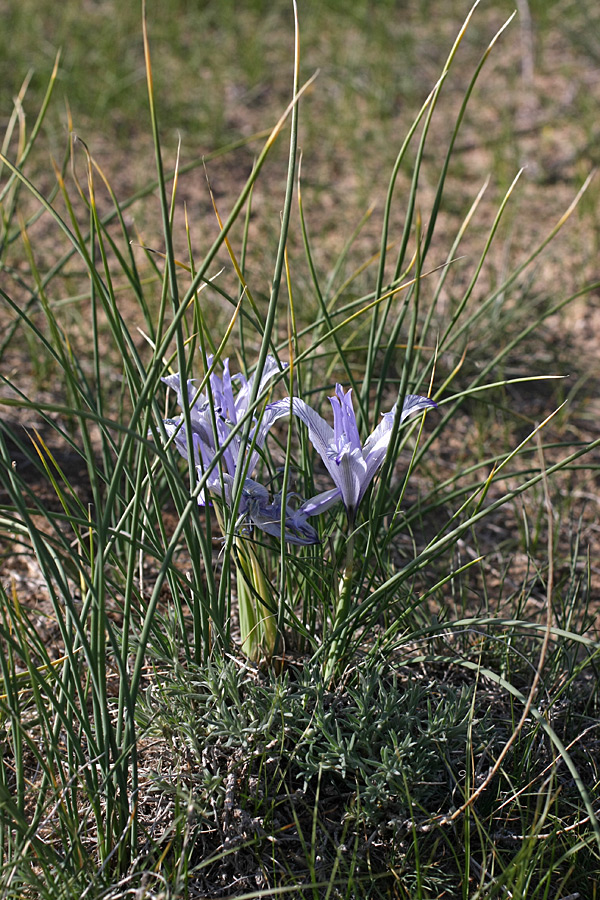 Image of Iris tenuifolia specimen.