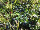 Vaccinium uliginosum ssp. microphyllum