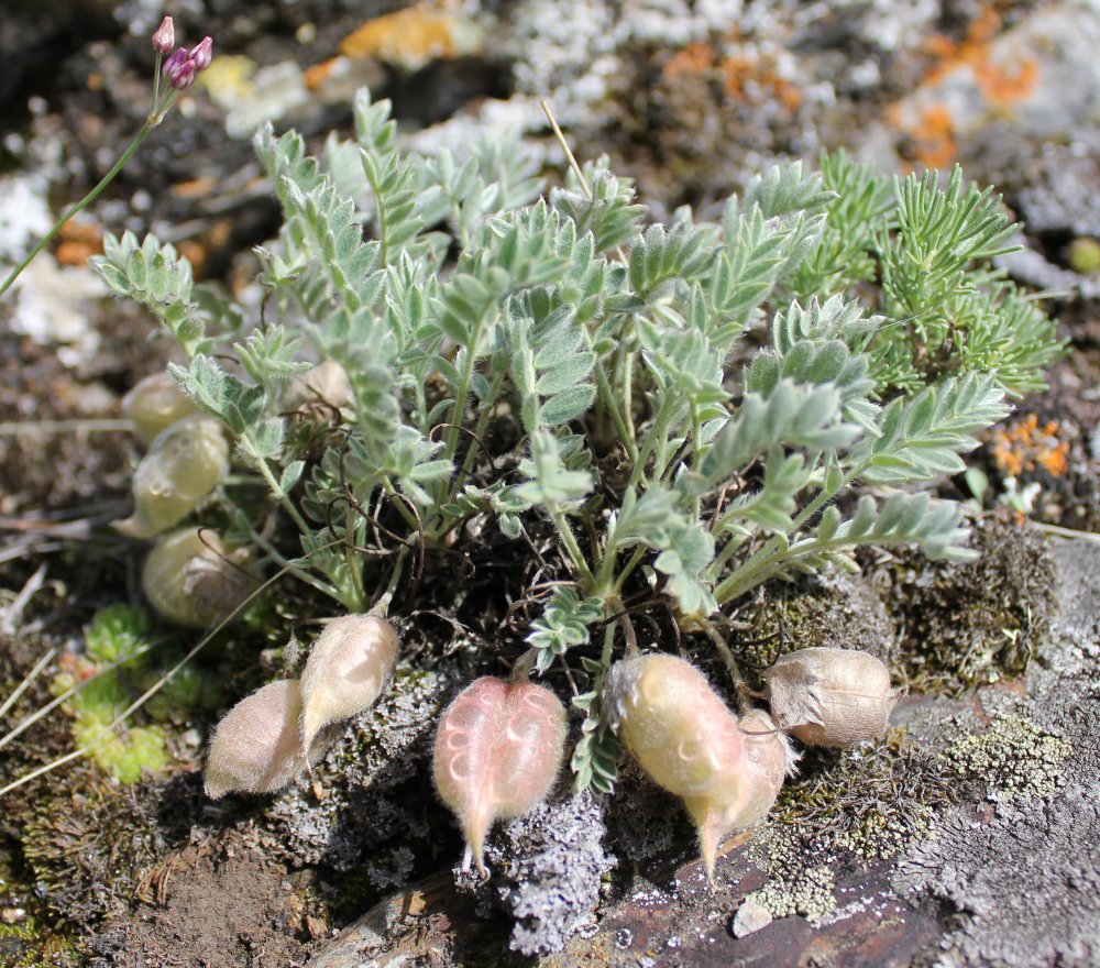 Изображение особи Oxytropis ampullata.