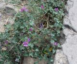 Malva sylvestris