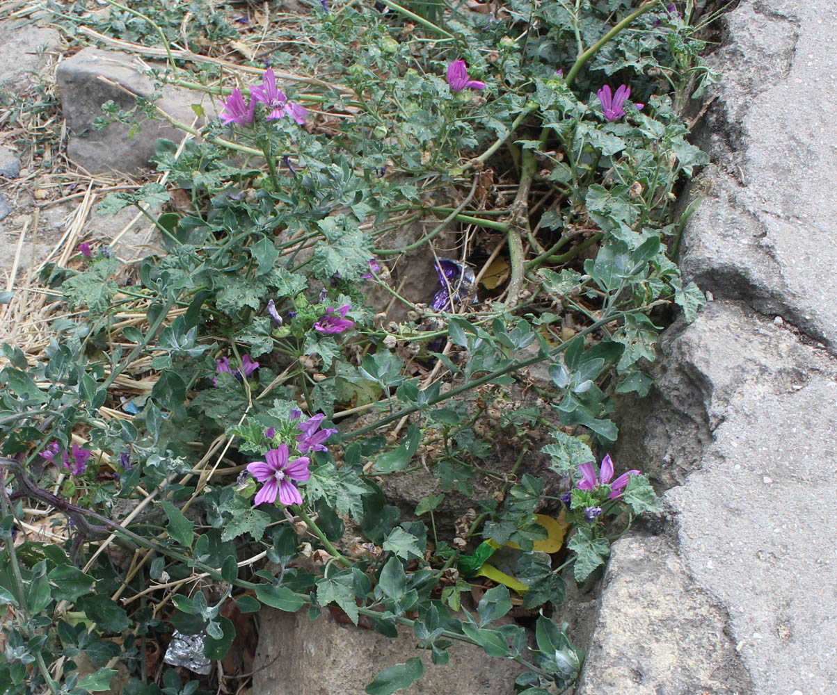 Image of Malva sylvestris specimen.