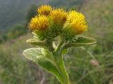 Inula thapsoides. Верхушка побега с соцветием. Краснодарский край, окр. г. Геленджик, прибрежная гора, каменистый склон. 07.08.2013.