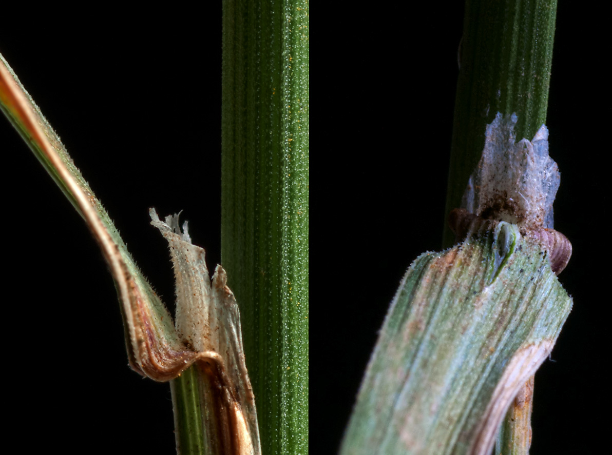 Image of Poa trivialis specimen.