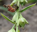 Image of taxon representative. Author is Валерий Куделя