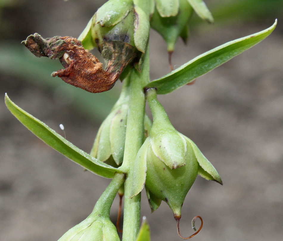 Image of Digitalis laevigata specimen.