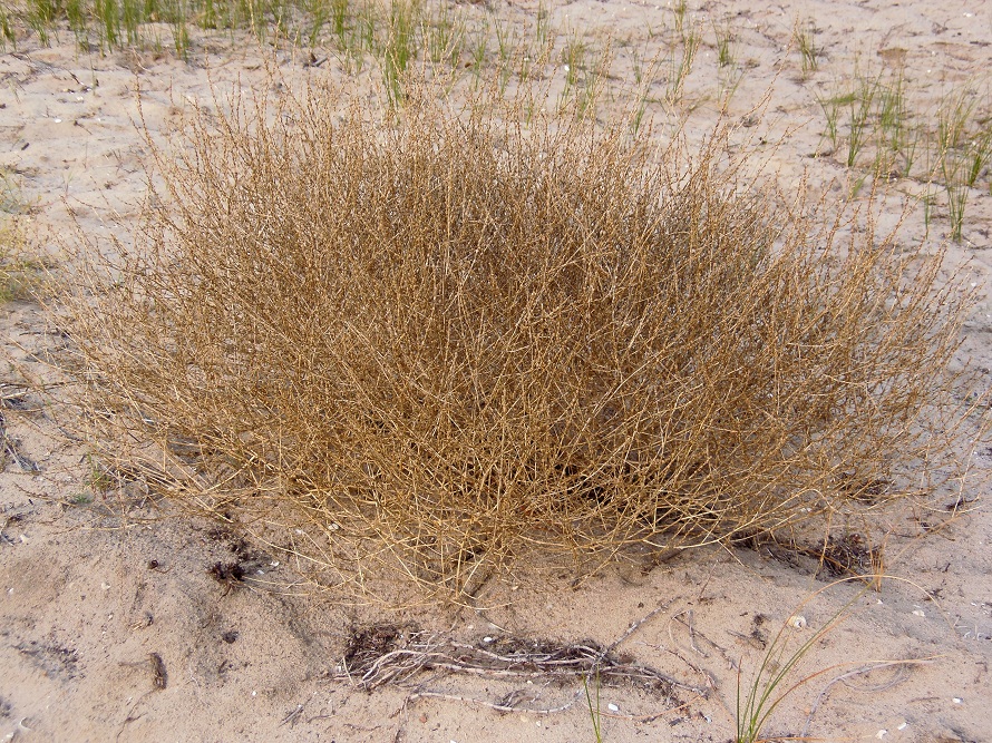 Image of Corispermum nitidulum specimen.