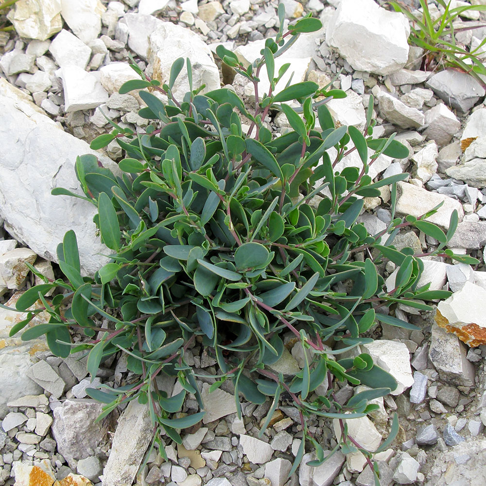 Image of Coronilla scorpioides specimen.