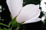 Hibiscus &times; hybridus