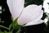 Hibiscus × hybridus. Цветок. Узбекистан, г. Ташкент, Ботанический сад им. Ф.Н. Русанова. 01.09.2010.