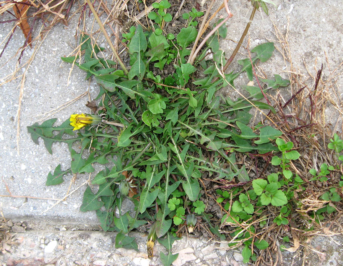 Image of genus Taraxacum specimen.
