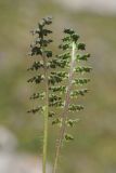 Pedicularis cheilanthifolia