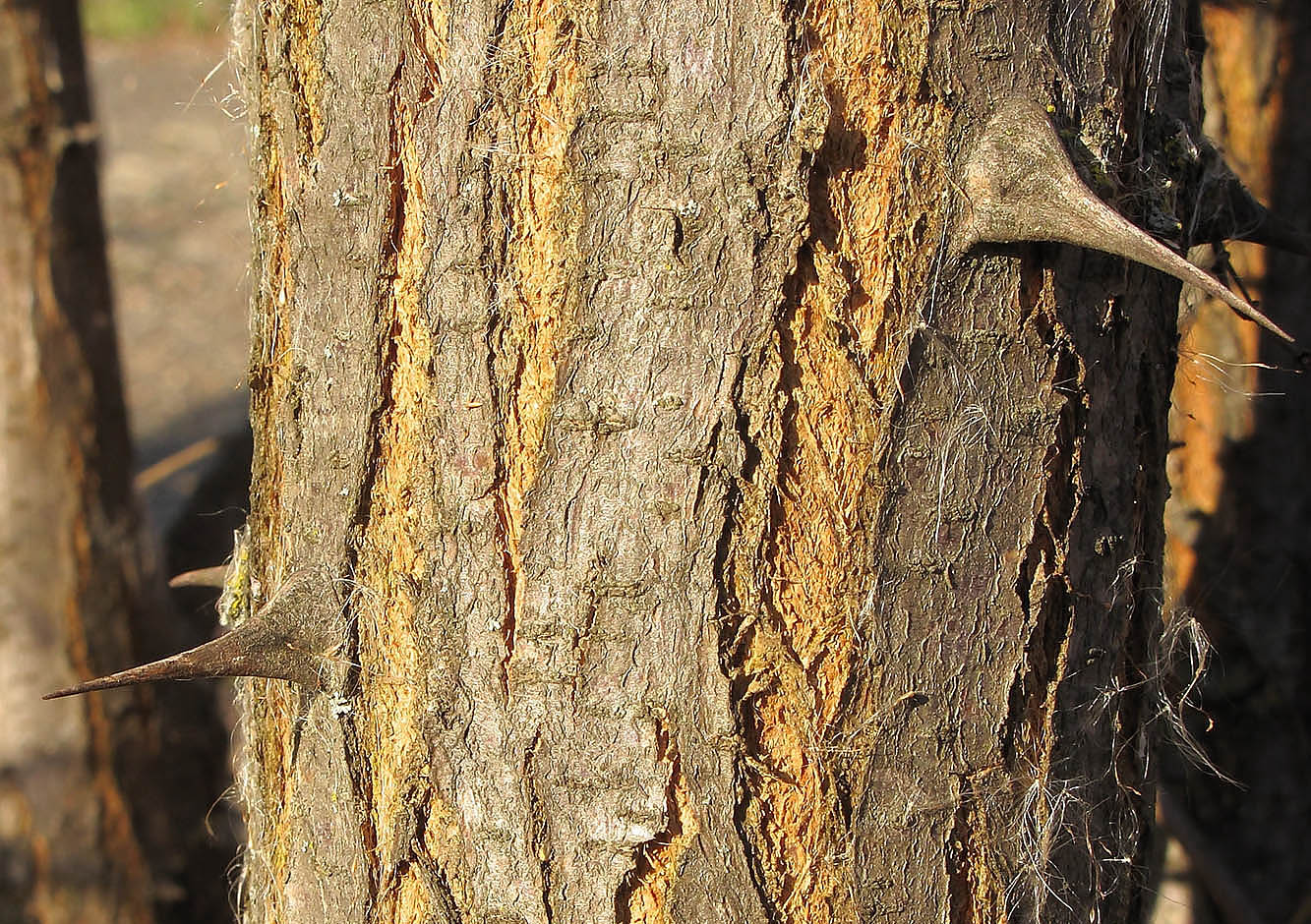 Изображение особи Robinia pseudoacacia.