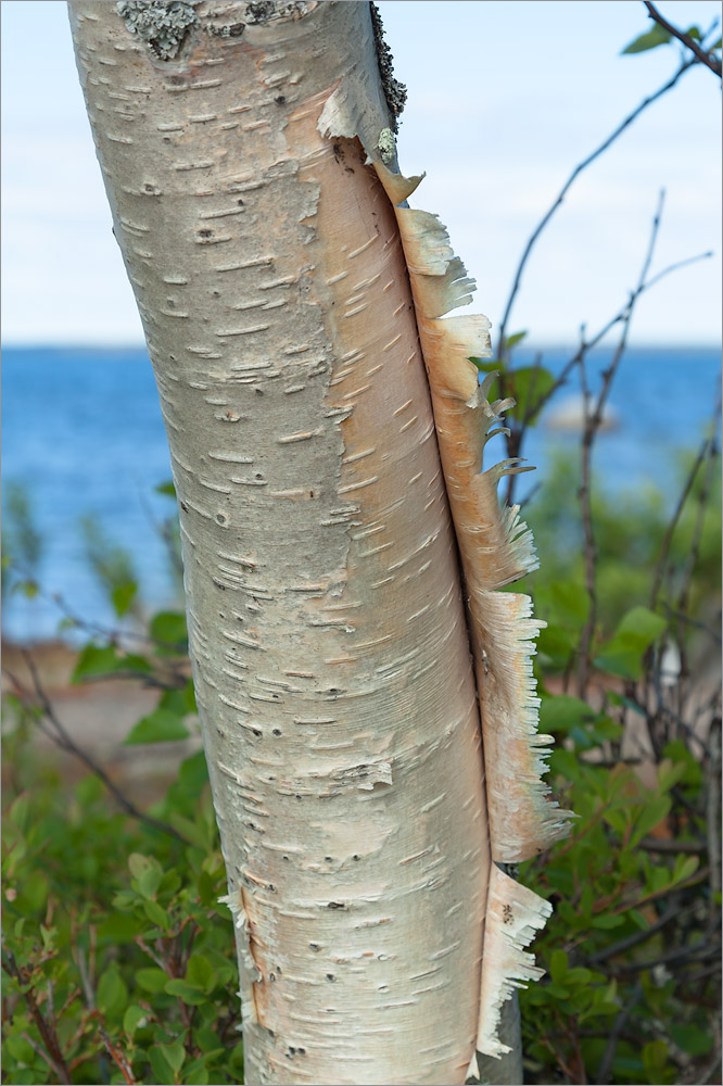 Изображение особи Betula subarctica.