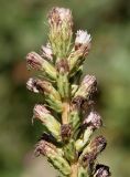 Liatris elegans