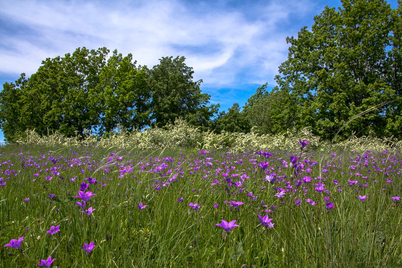 Изображение особи Campanula wolgensis.