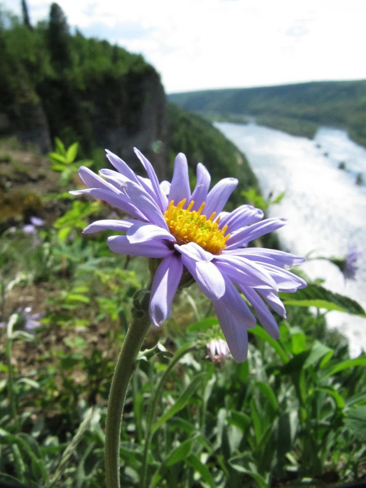 Image of Aster alpinus specimen.