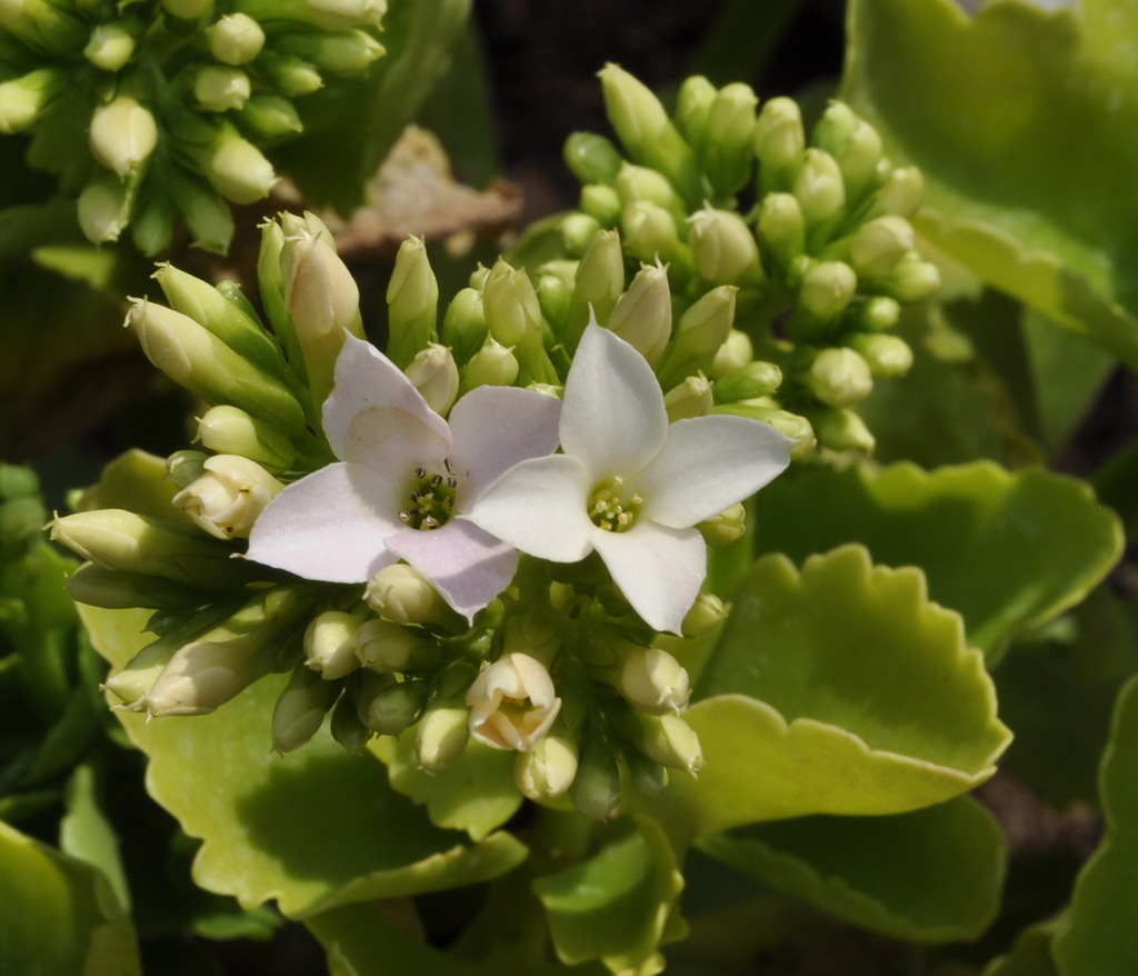 Изображение особи Kalanchoe blossfeldiana.