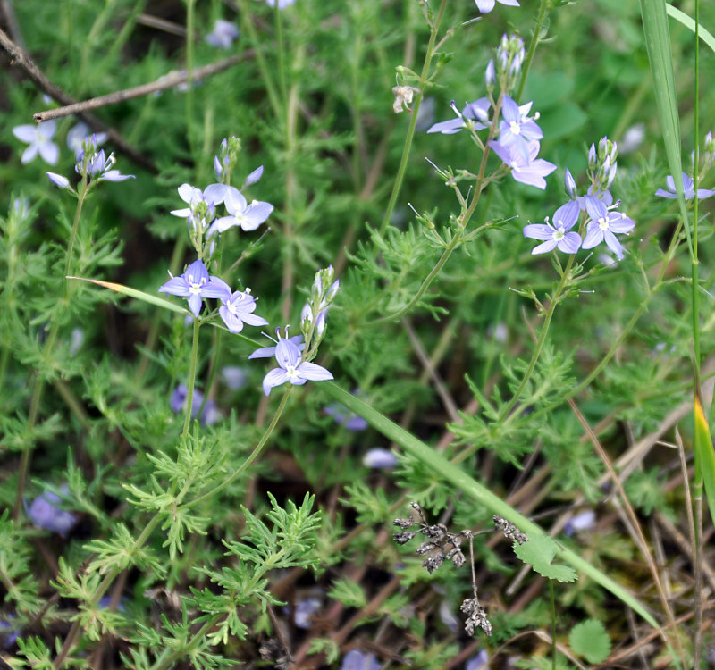 Image of Veronica multifida specimen.