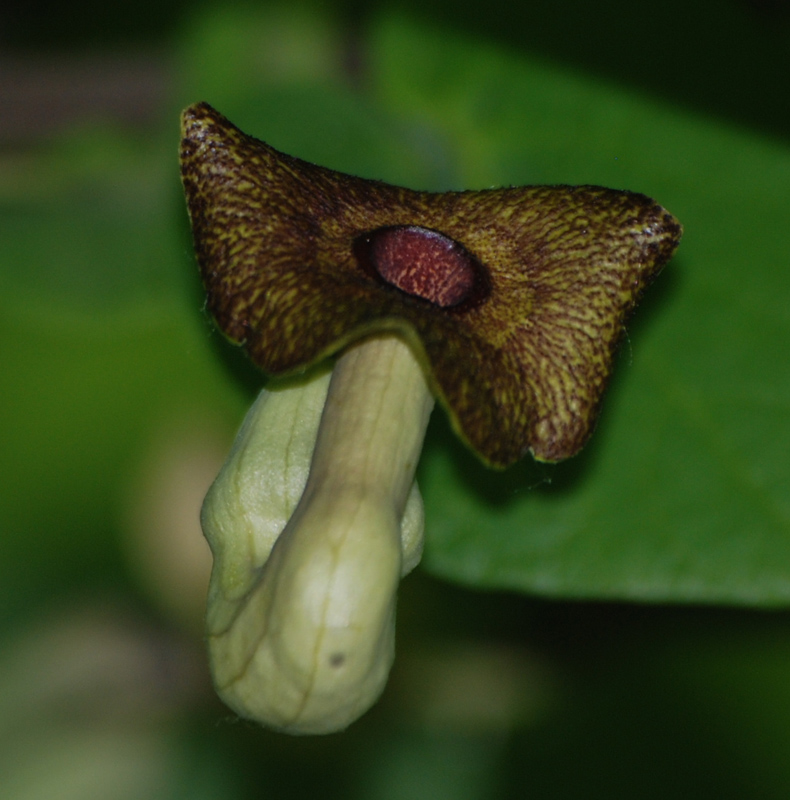 Image of Aristolochia macrophylla specimen.