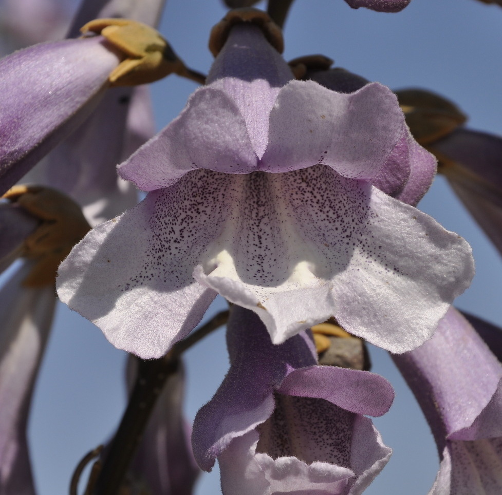 Image of Paulownia tomentosa specimen.