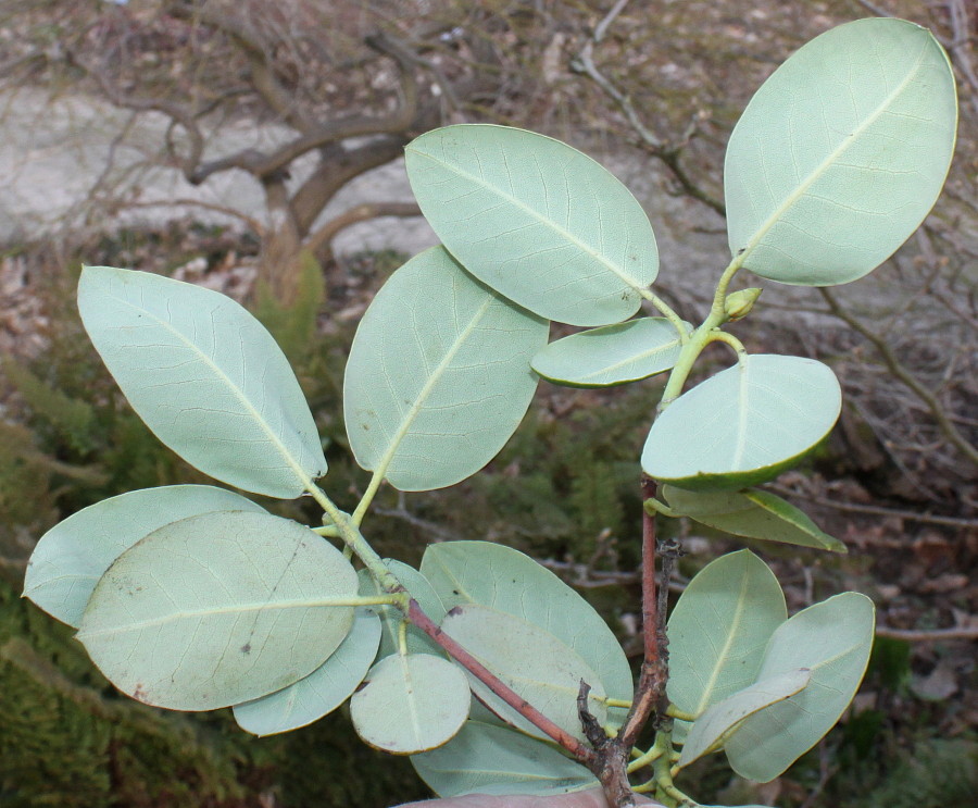 Image of Rhododendron campylocarpum specimen.