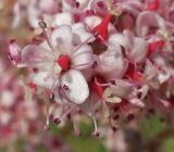 Tamarix hampeana