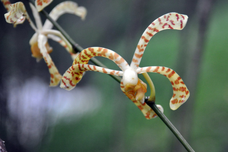 Image of Arachnis flos-aeris specimen.