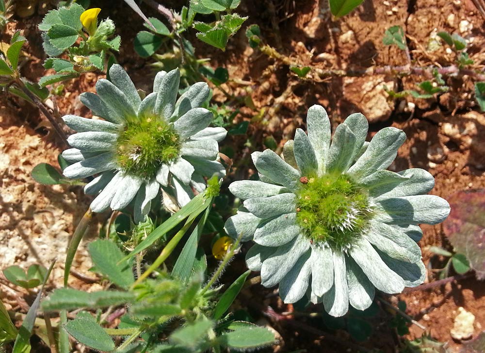 Image of Filago pygmaea specimen.