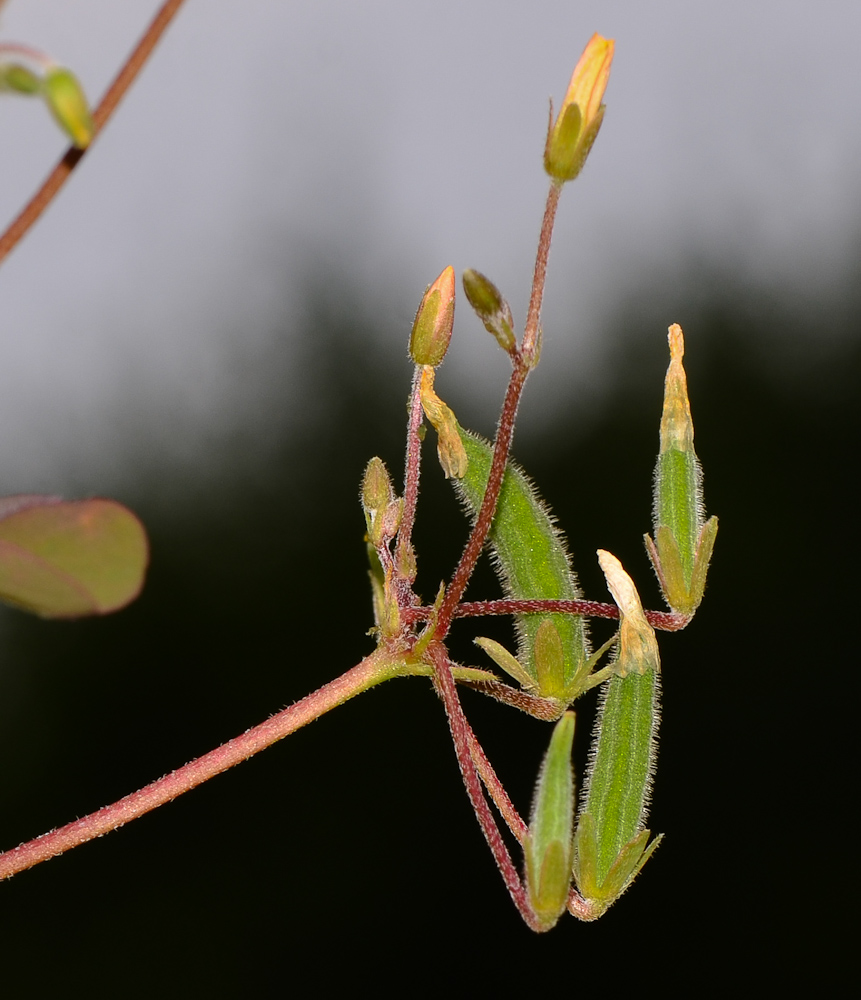 Image of Oxalis corniculata specimen.