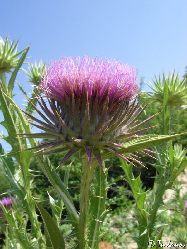Image of Onopordum tauricum specimen.