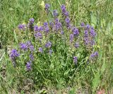 Polygala comosa