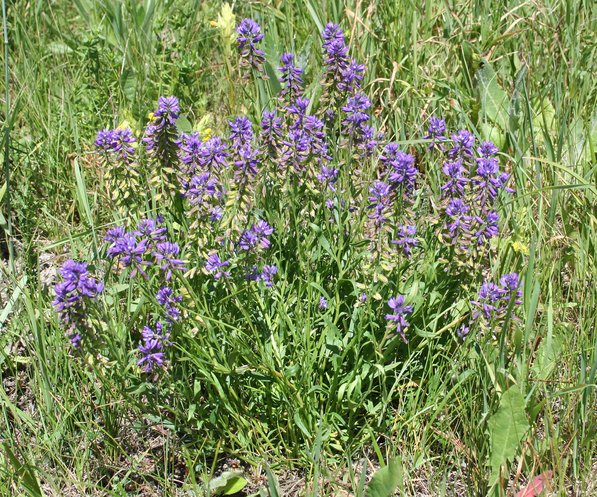 Image of Polygala comosa specimen.