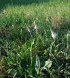 Plantago media