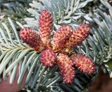 Abies procera форма glauca. Верхушка ветки с микростробилами. Германия, г. Дюссельдорф, Ботанический сад университета. 04.05.2014.