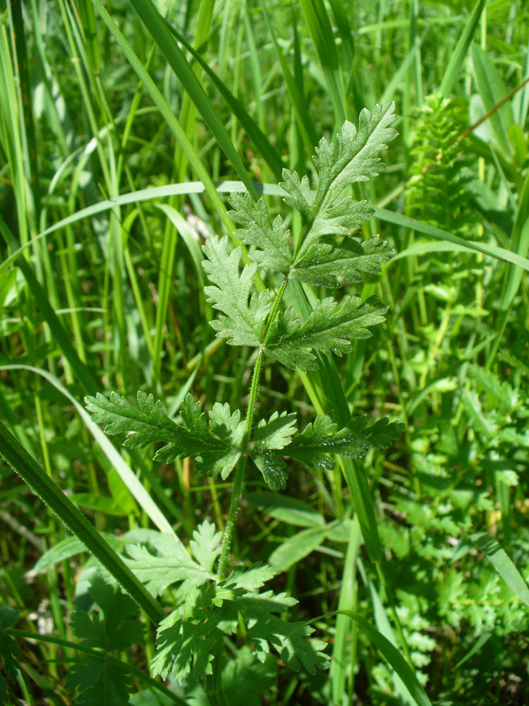 Изображение особи Pastinaca pimpinellifolia.