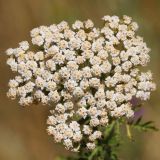 Achillea nobilis. Соцветие. Ростовская обл., Неклиновский р-н, Николаевское с/п, балка. 19.06.2014.