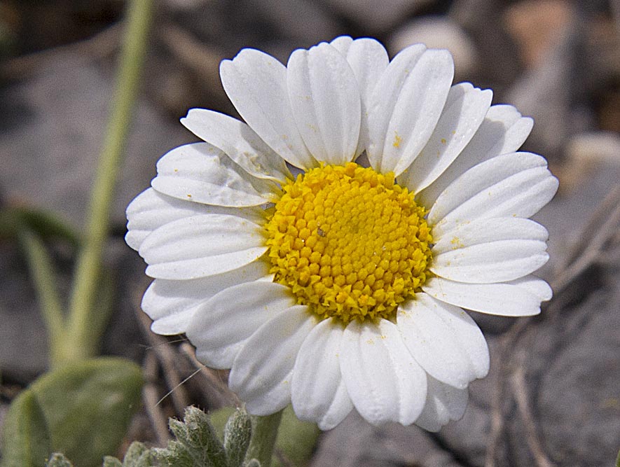 Изображение особи Anthemis tomentosa.