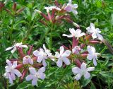 Saponaria officinalis