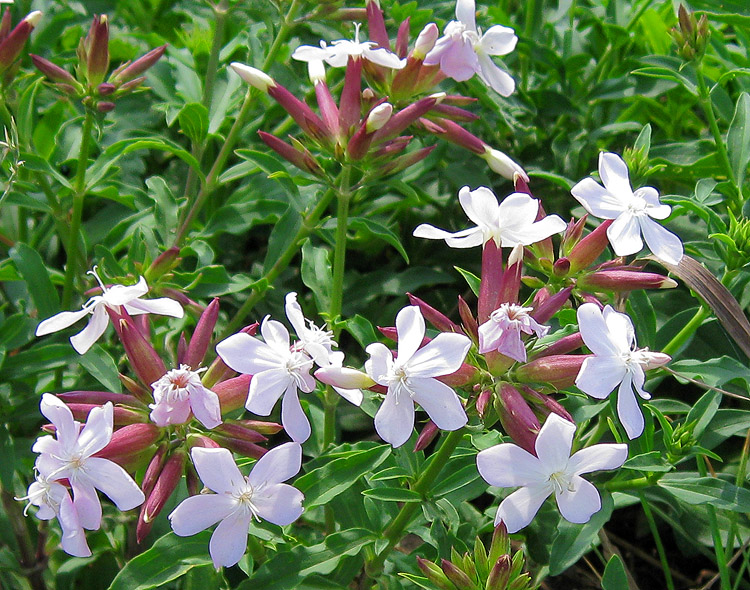 Изображение особи Saponaria officinalis.