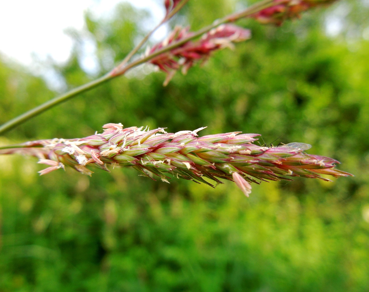 Изображение особи Phalaroides arundinacea.