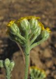 Achillea taurica. Соцветия. Крым, Тарханкутский п-ов, верховья балки Большой Кастель, на дороге. 12 июля 2014 г.