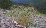 Aegilops biuncialis. Цветущее растение. Краснодарский край, м/о г. Новороссийск, гора Большой Маркотх. 22.06.2014.