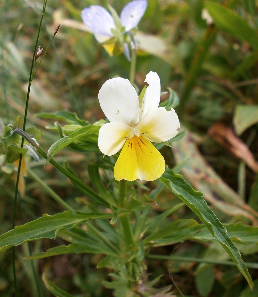 Image of Viola tricolor ssp. alpestris specimen.